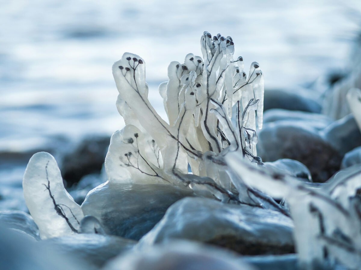 A plant with small round flowers is covered in a thick block of ice.